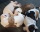 American Bulldog Puppies for sale in Laurel, MD, USA. price: $700