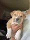 American Bulldog Puppies for sale in Grandview, MO, USA. price: NA