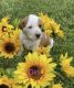 American Bulldog Puppies for sale in Marlette, MI 48453, USA. price: $500