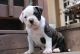 American Bulldog Puppies for sale in Dayton, OR 97114, USA. price: $800