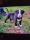 American Bulldog Puppies for sale in Lindsay, OK 73052, USA. price: $500