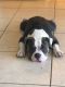 American Bulldog Puppies for sale in Fort Myers, FL 33905, USA. price: NA