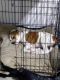 American Bulldog Puppies for sale in Conroe, TX, USA. price: NA