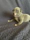 American Bulldog Puppies for sale in Mt Judea, AR 72655, USA. price: $250
