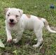 American Bulldog Puppies for sale in Citrus County, FL, USA. price: $1,200