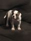 American Bulldog Puppies for sale in Glennville, GA 30427, USA. price: NA