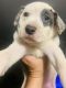 American Bulldog Puppies for sale in Rossville, GA 30741, USA. price: $100