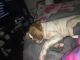 American Bulldog Puppies for sale in Kissimmee, FL, USA. price: NA