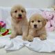 American Bulldog Puppies for sale in New York New York Casino, Las Vegas, NV 89109, USA. price: $400