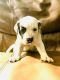 American Bulldog Puppies for sale in Rossville, GA 30741, USA. price: $300