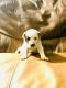 American Bulldog Puppies for sale in Rossville, GA 30741, USA. price: NA