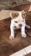 American Bulldog Puppies for sale in Harlingen, TX 78550, USA. price: $1,400