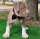 American Bulldog Puppies for sale in New York, NY, USA. price: $200