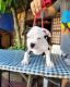 American Bulldog Puppies for sale in New York, NY, USA. price: $250