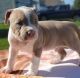 American Bulldog Puppies for sale in New York, NY, USA. price: $250