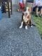 American Bulldog Puppies for sale in Tacoma, WA 98444, USA. price: NA