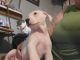 American Bulldog Puppies for sale in Chuckey, TN 37641, USA. price: $475