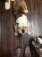 American Bulldog Puppies for sale in Cedar Hill, TX, USA. price: $30,000