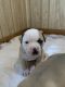 American Bulldog Puppies for sale in Walterboro, SC 29488, USA. price: NA