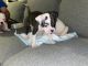 American Bulldog Puppies for sale in Apple Valley, CA, USA. price: NA