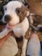 American Bulldog Puppies for sale in Randolph, VT, USA. price: $1,500