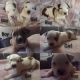 American Bulldog Puppies for sale in Ocala, FL, USA. price: $300