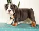 American Bulldog Puppies for sale in Holland, MI 49423, USA. price: $4,500