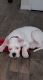 American Bulldog Puppies for sale in Wheat Ridge, CO, USA. price: NA