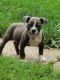American Bulldog Puppies for sale in Milwaukee, WI, USA. price: $800