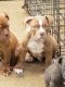 American Bulldog Puppies for sale in Milwaukee, WI, USA. price: $1,200