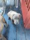American Bulldog Puppies for sale in Louie Carter Rd, Jacksonville, FL, USA. price: NA