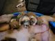 American Bulldog Puppies for sale in Houston, TX, USA. price: NA