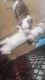 American Bulldog Puppies for sale in St. Louis, MO, USA. price: $800