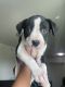American Bulldog Puppies for sale in Homestead, FL, USA. price: $600
