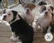 American Bulldog Puppies for sale in Akron, OH, USA. price: NA