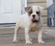 American Bulldog Puppies for sale in Akron, OH 44320, USA. price: NA