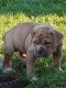 American Bulldog Puppies for sale in Wellington, OH 44090, USA. price: NA
