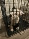 American Bulldog Puppies for sale in Cincinnati, OH, USA. price: NA