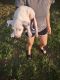 American Bulldog Puppies for sale in Hollywood, FL, USA. price: NA