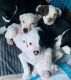 American Bulldog Puppies for sale in Chatsworth, Los Angeles, CA, USA. price: NA