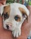 American Bulldog Puppies for sale in Springfield, MO, USA. price: $250
