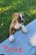 American Bulldog Puppies for sale in Middleton, MI 48856, USA. price: NA
