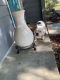 American Bulldog Puppies for sale in Vero Beach, FL, USA. price: NA