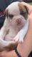 American Bulldog Puppies for sale in Hudson, FL 34669, USA. price: NA