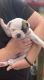 American Bulldog Puppies for sale in Hudson, FL 34669, USA. price: NA