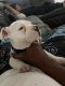 American Bulldog Puppies for sale in Cookeville, TN, USA. price: NA