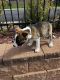 American Bulldog Puppies for sale in Aurora, CO, USA. price: NA