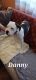 American Bulldog Puppies for sale in Glenmoore, PA, USA. price: $300