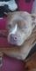 American Bulldog Puppies for sale in Fredericksburg, VA 22401, USA. price: $600