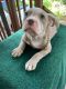 American Bulldog Puppies for sale in Weeki Wachee, FL, USA. price: NA